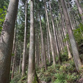 杉が植えられていて、そろって真っ直ぐな姿が美しかったです