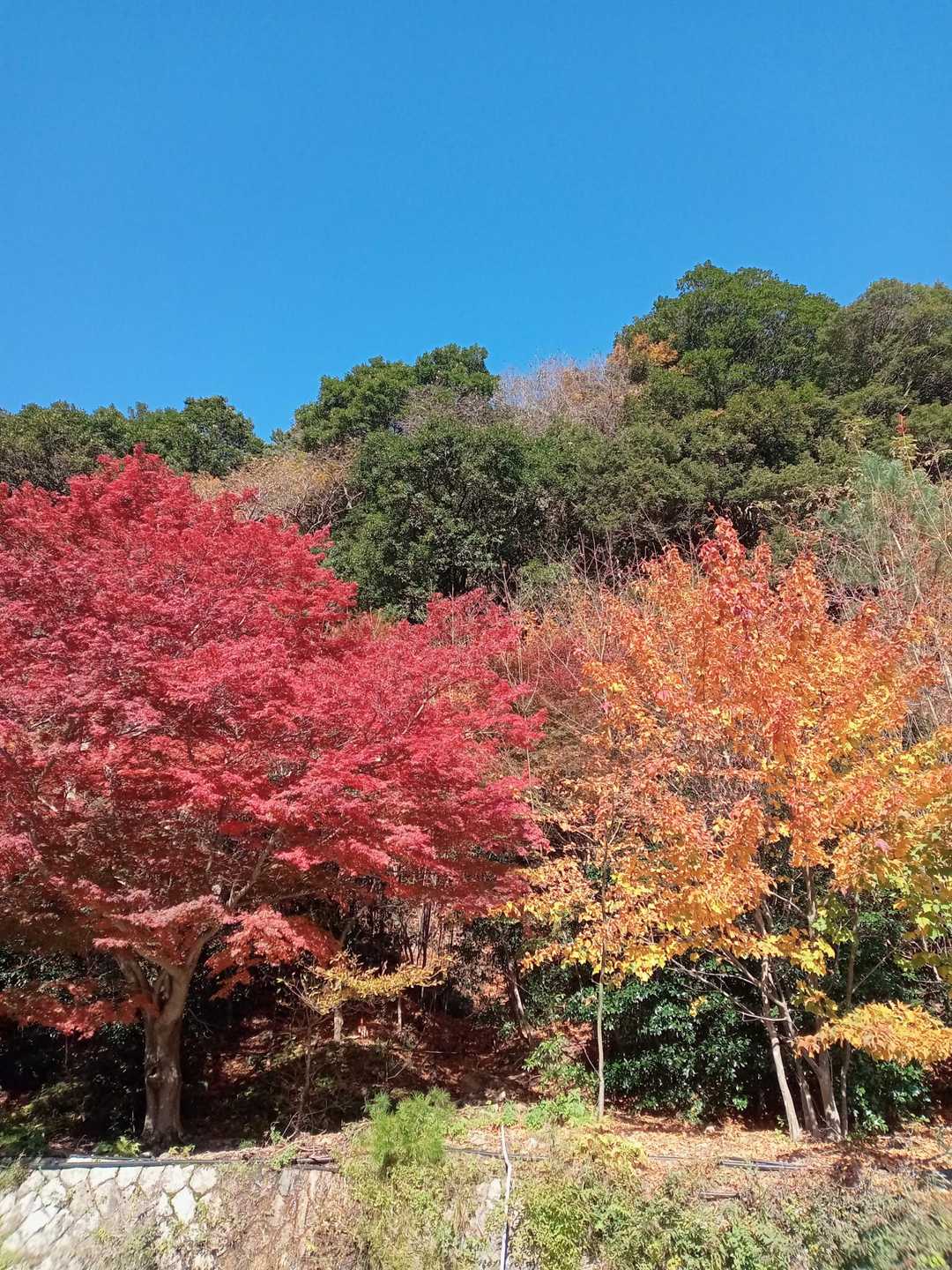 根の平峠-水晶岳-中峠-金山-羽鳥峰 周回コースの写真