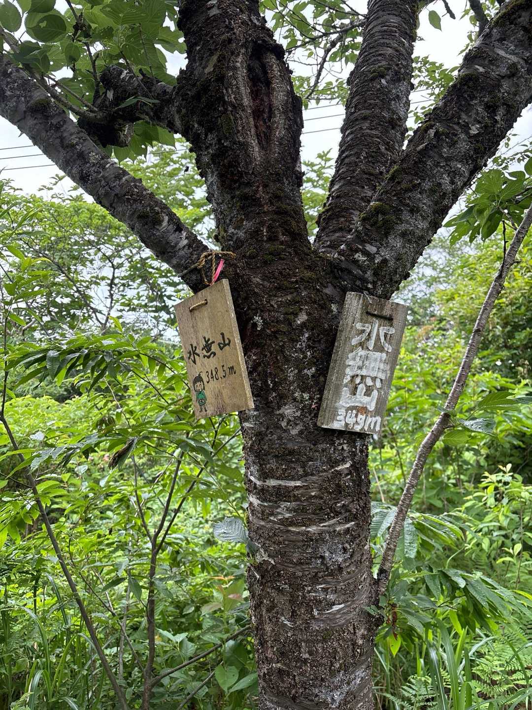 水無山 往復コースの写真