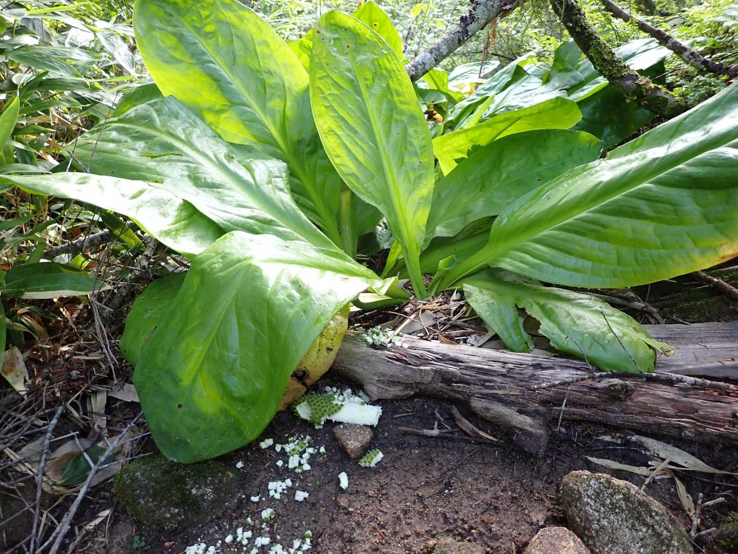 何ものかに穂が食べられた後のようです