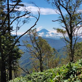 奥秩父の縦走路のいいところはところどころで富士山が見えること