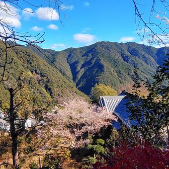 桜が咲いています