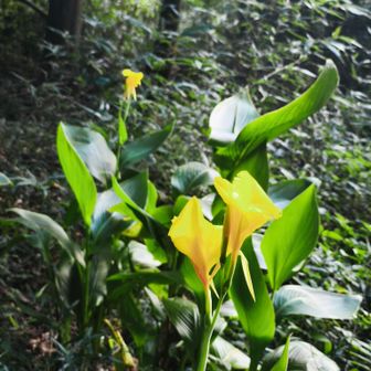 カンナ　
昔は、ひまわりとか、カンナとか、フヨウとか、グラジョウラスとか、大株の花が植えられるでもなく其処此処に咲いてましたよね🤔