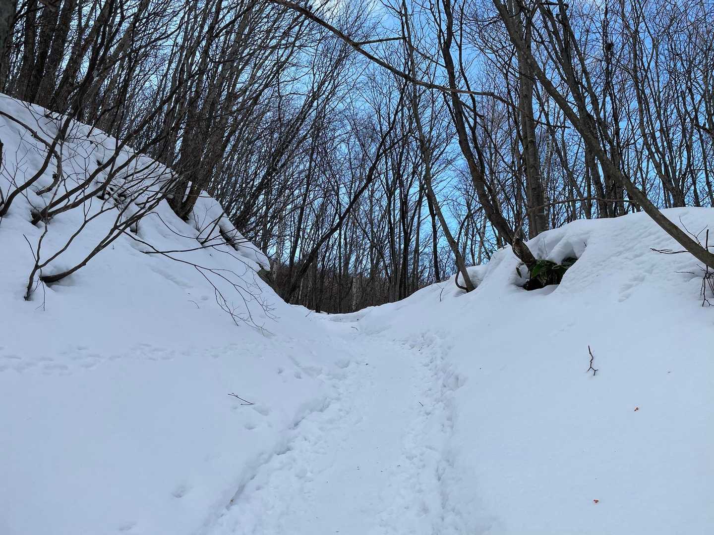 とても歩きやすい山道です。