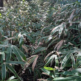 飯盛山へ。薮漕ぎは山頂近くにちょっとだけ、道もしっかりわかります。