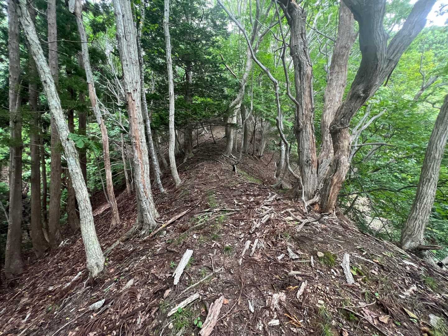 暫く日陰の尾根道。
分岐多くて迷いやすいから地図見ながらのが良さげ。