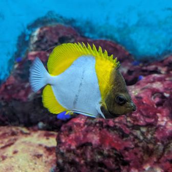 カスミチョウチョウウオ
これも水深25mくらいのとこにしかいないので、楽して見られて嬉しい🥰🥰