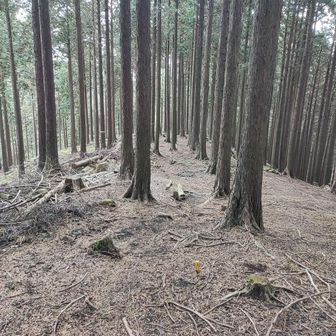 暫く緩やかな下りなんですけどね。