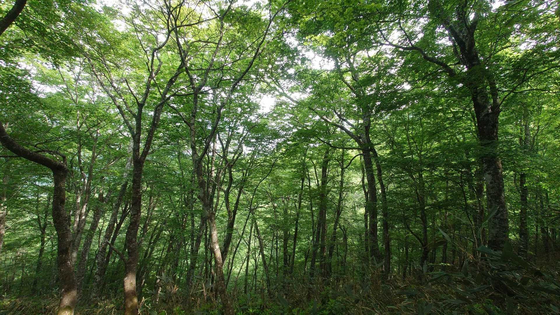 綺麗なブナ林