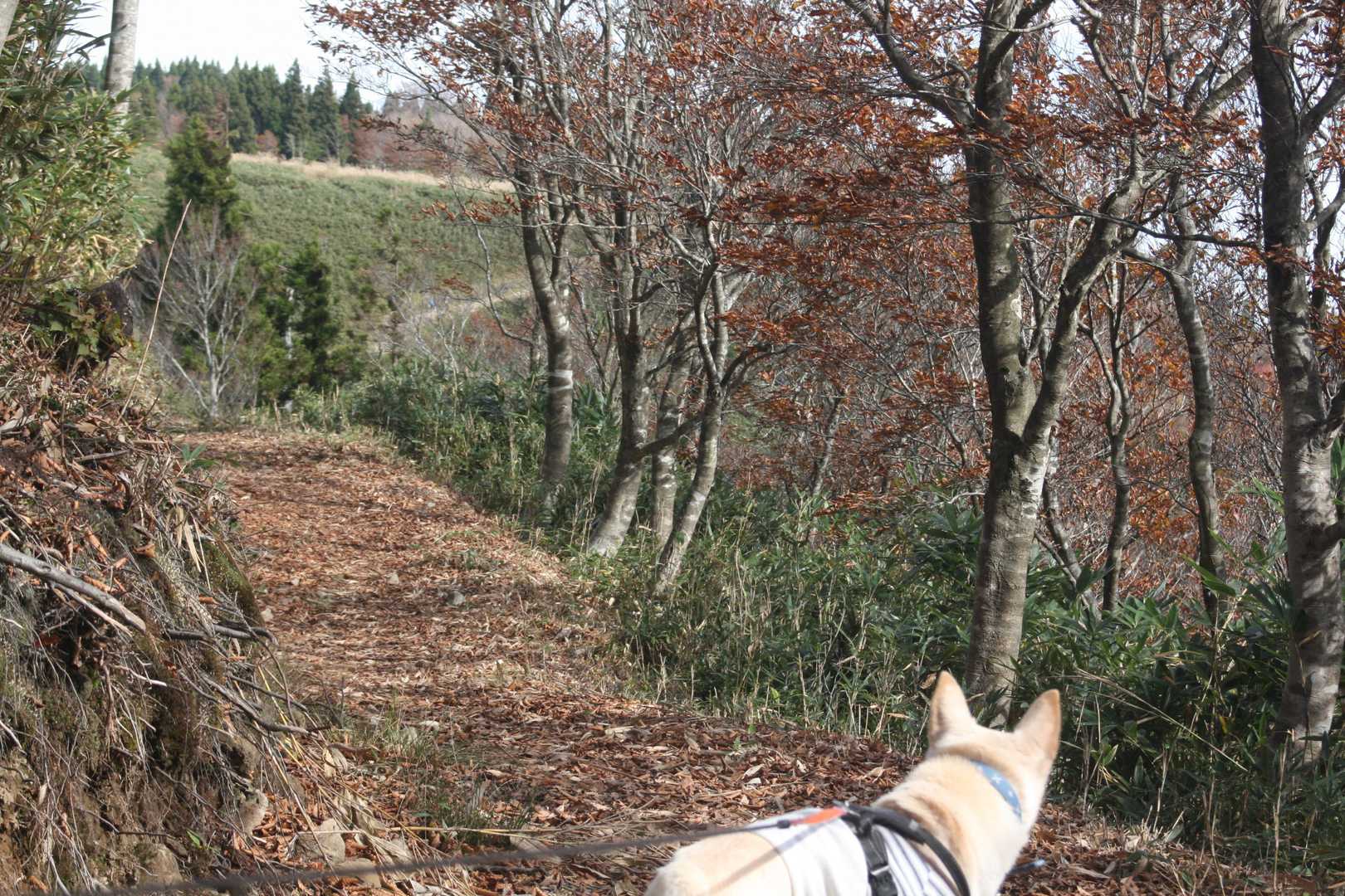 展望台の手前
今日の調子なら伯州山まで
イケる✊😎✨