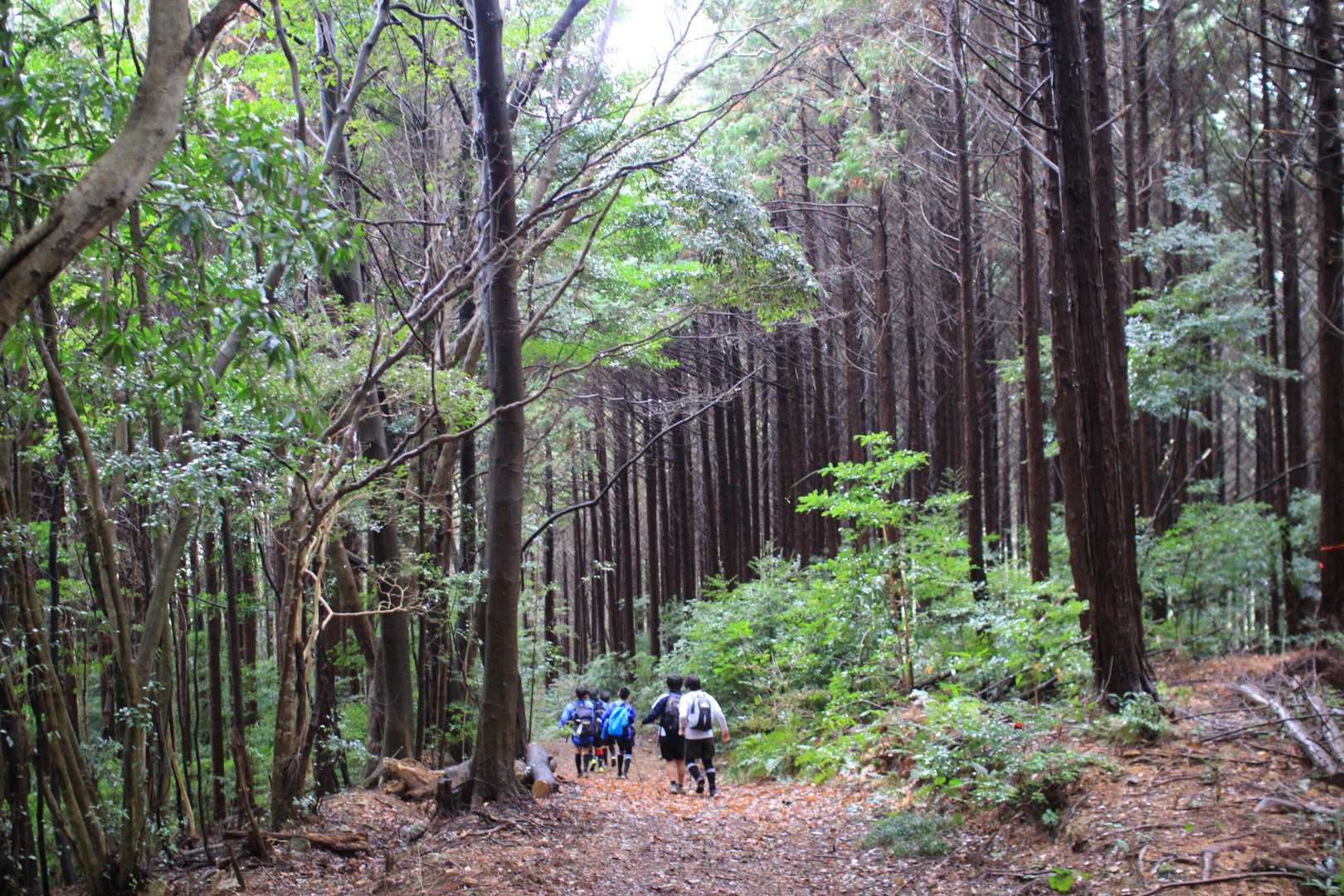 平原岳-宛木峠 往復コースの写真
