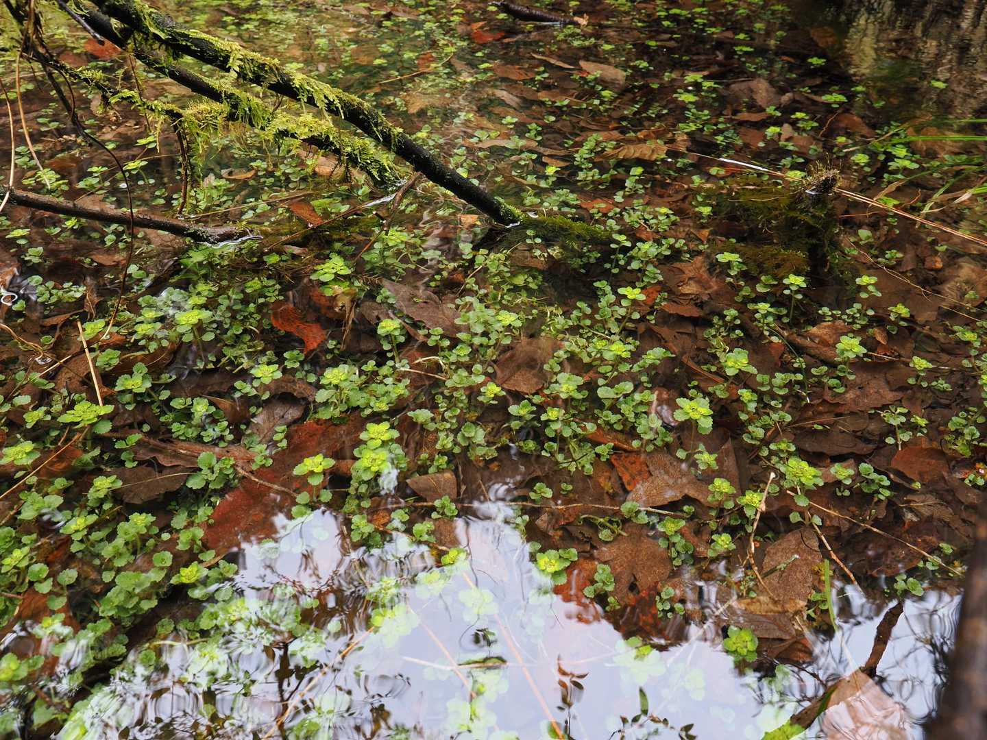 前夜の雨で、沢が増水したようです。ネコノメソウ属が水中花になっていました😳