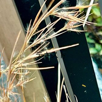 メリケンカルカヤ
　　　　イネ科メリケンカルカヤ属

ノガリヤス→メリケンカルカヤに訂正しました。
　(植物名に自信がなかったので、調べ直し)

　北アメリカ原産の帰化植物。甲州街道沿いに沢山見られます。

 今日撮影した写真は以上です。
　　　続いて以前撮影したイワウメ科植物