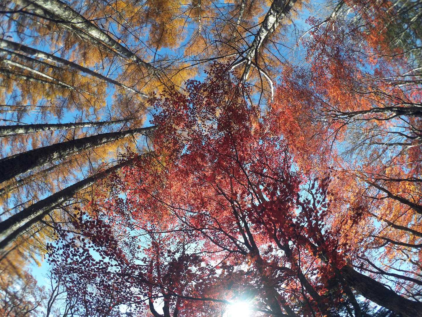鳩打峠-小八郎岳-烏帽子岳 周回コースの写真