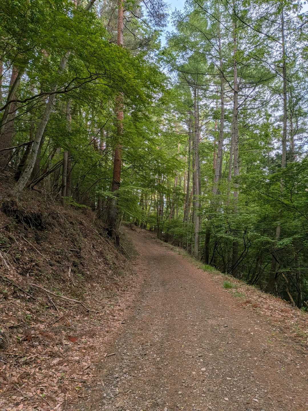鳥居地峠-高座山 往復コースの写真