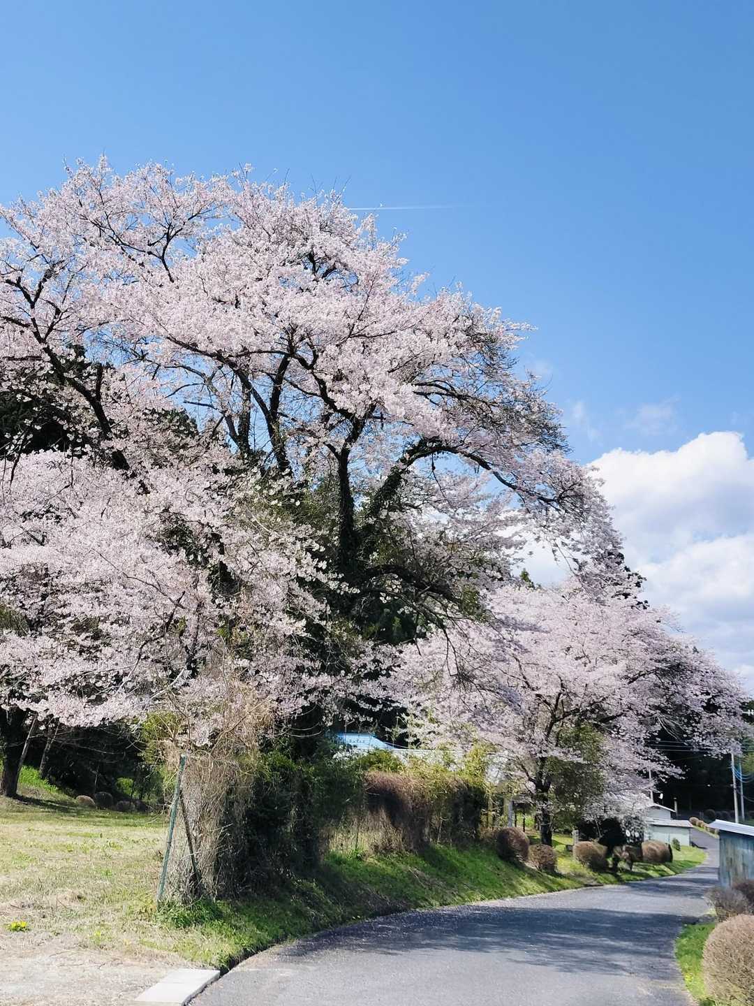 大満足💕桜もいっそう光って見えました