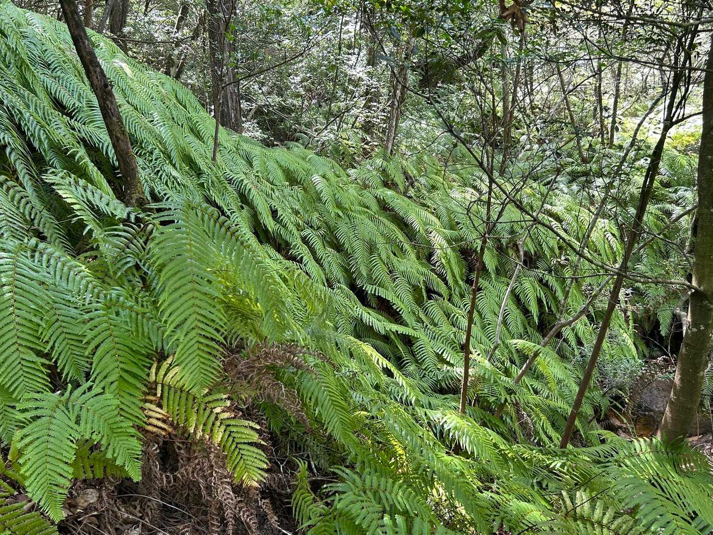 鬱蒼とシダ系植物両側に