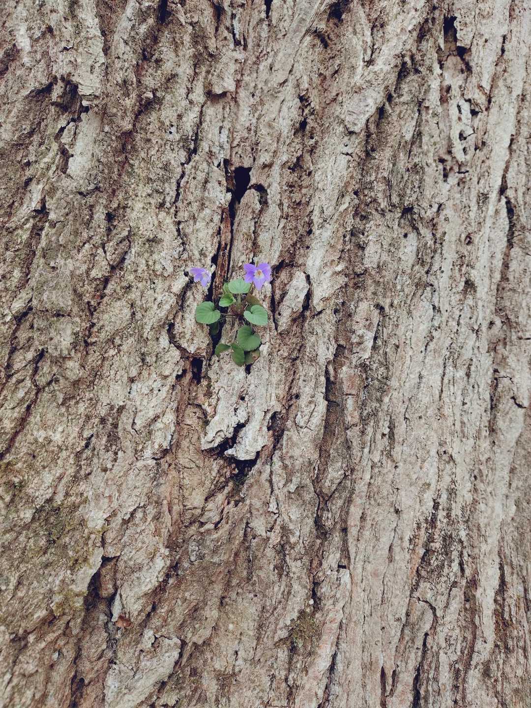 木から花が