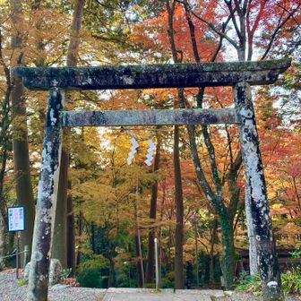 今年は紅葉の🍁