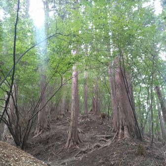 登っています