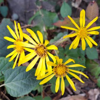 ツワブキ(キク科ツワブキ属)