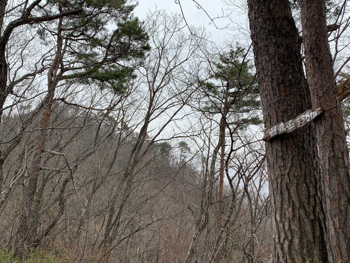 曲森山山頂です
ここで拾った松の木の皮で作った表示板、一冬持ちました、良かった😊