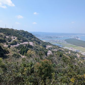 ひれふり展望台より、山頂へクネクネと登る車道の桜並木が見える