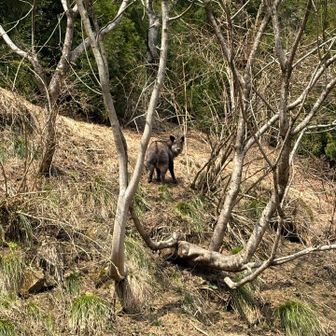 初めて見た❗️しかしずーっとこっち見たまま動かない😊　よく頑張ったって言ってくれてんのかな😄
