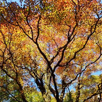 陽に照らさたモミジ🍁
