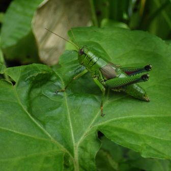 山頂手前の応援団長🦗🎶