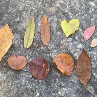 落ち葉色々可愛い🩷

おつかれ山でした🤗