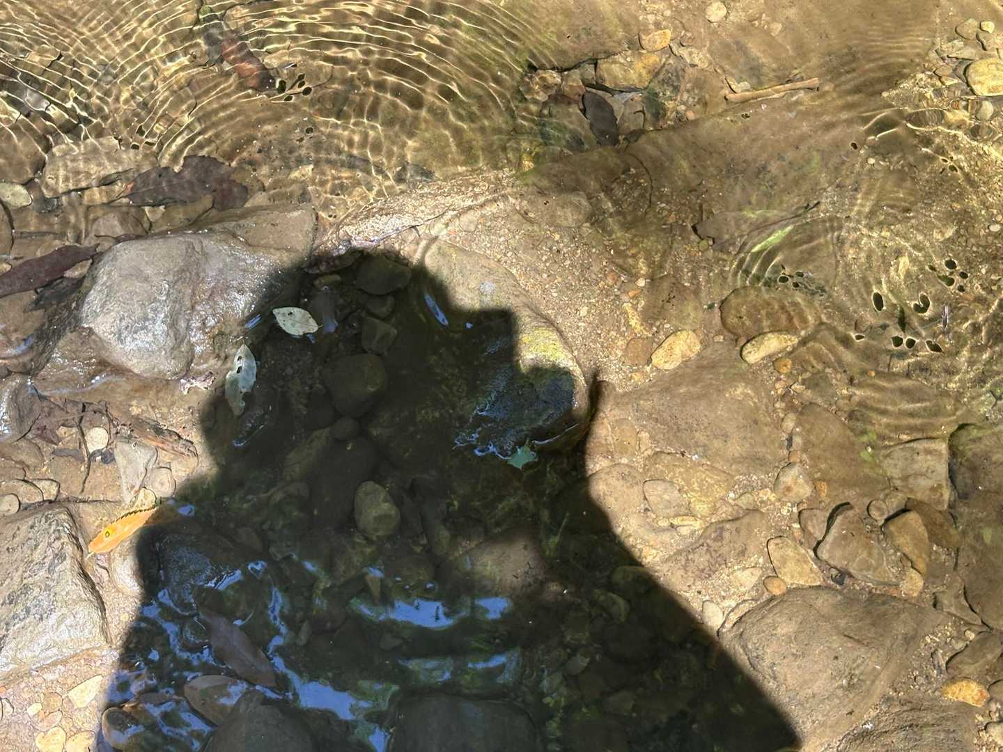 アメンボの影もおもしろーい