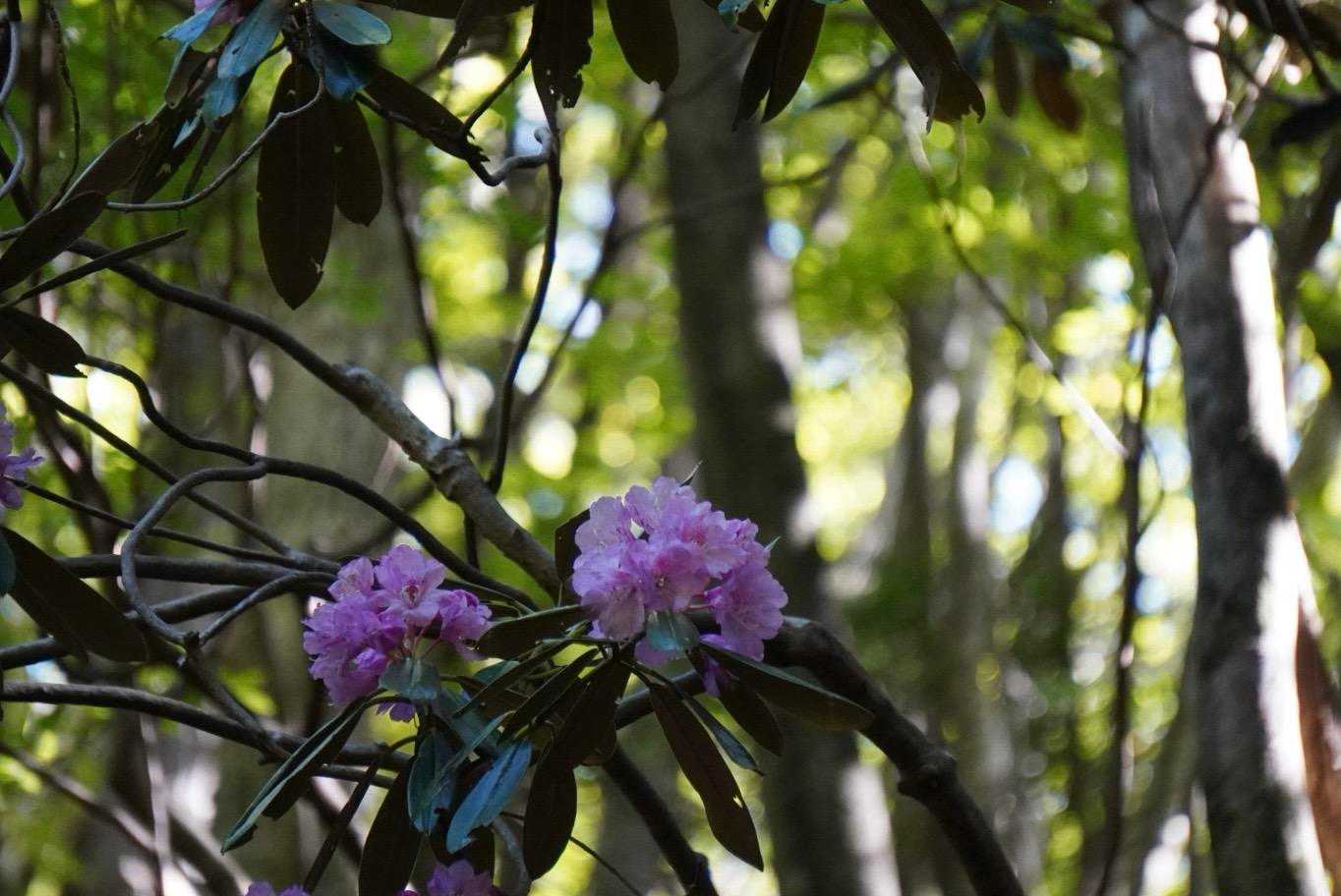 上を見たらシャクナゲ🌸が、咲いていました🤗