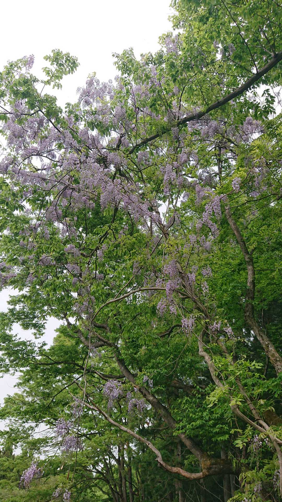 藤