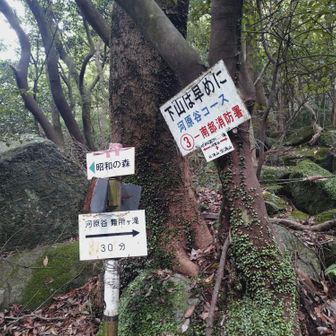 うさぎ道で河原谷分岐まで下山😤Pまで、まだまだあるな💦✊