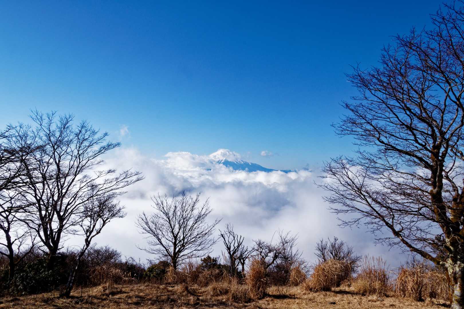 後沢乗越-鍋割山-小丸 周回コースの写真