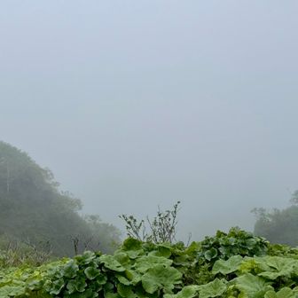 そして直ぐにガスの中へ…