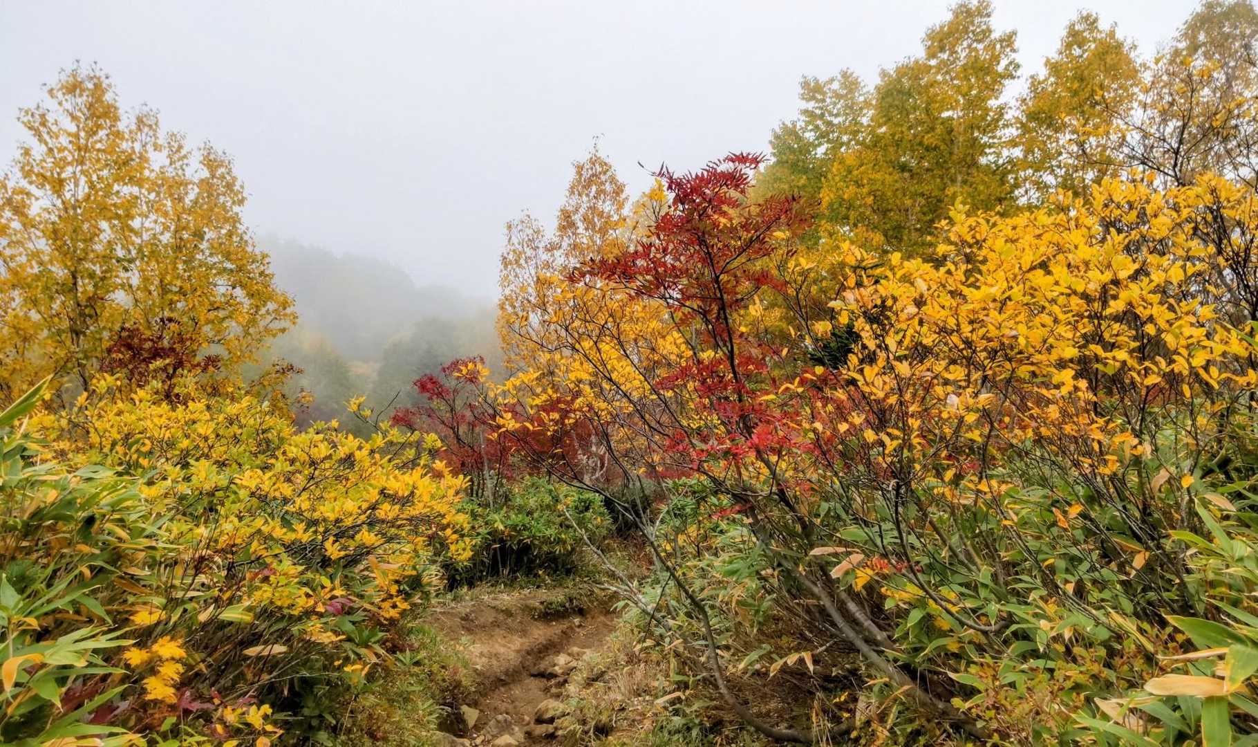 今週末が🍁ピークかな
天気が良くないけど…