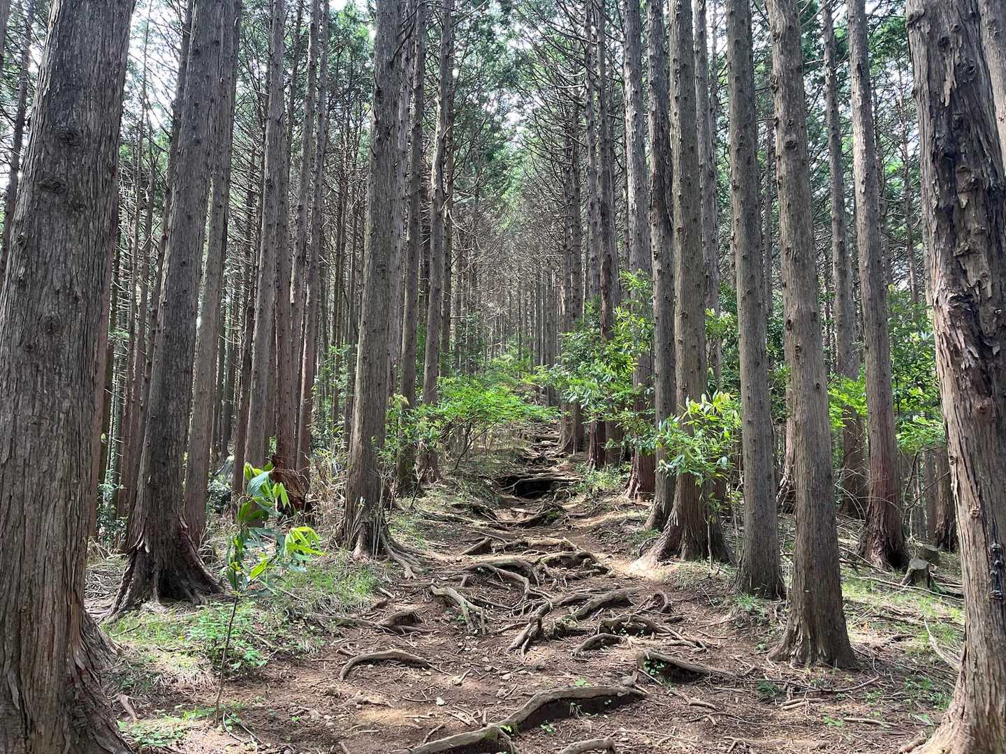 気持ち良い山道