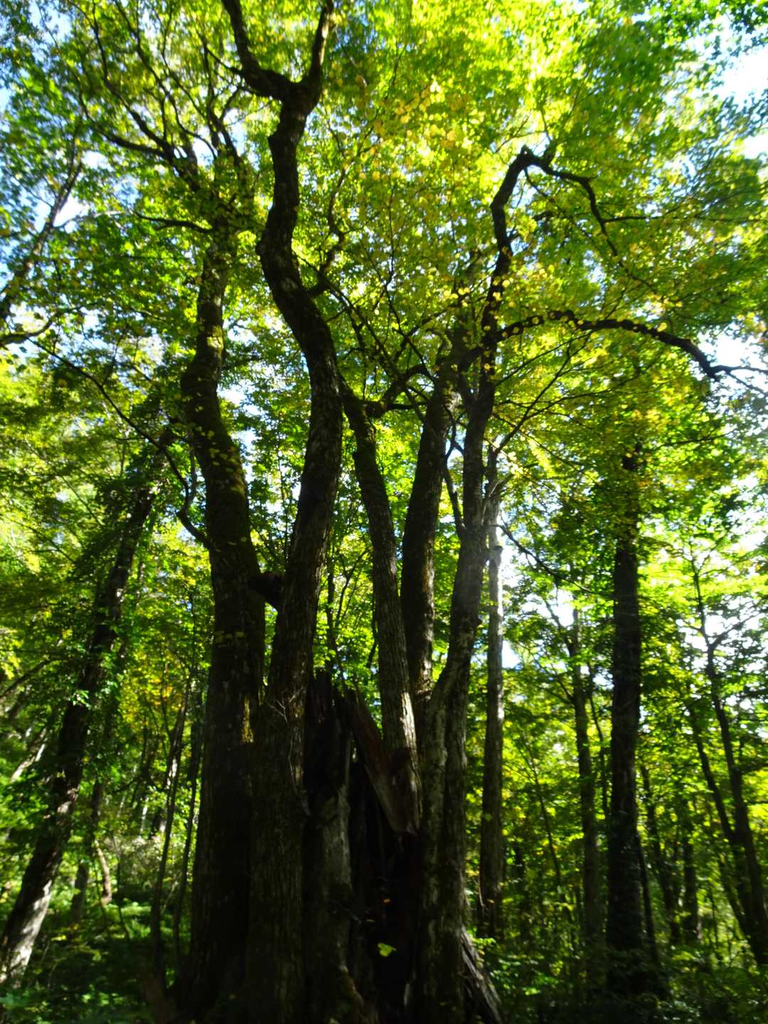 カツラの巨木があちこちにあります。
甘い香りが漂っています。