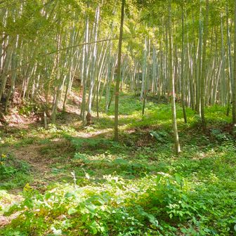 ピンクテープを目印に登ります
足元の電流線に注意