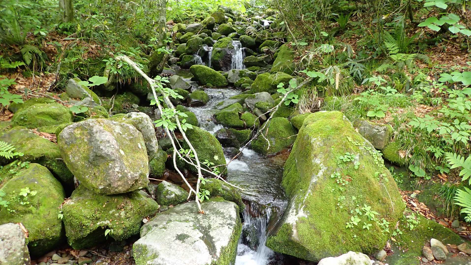 大広手登山口-田代岳 往復コースの写真