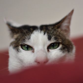 Tomo