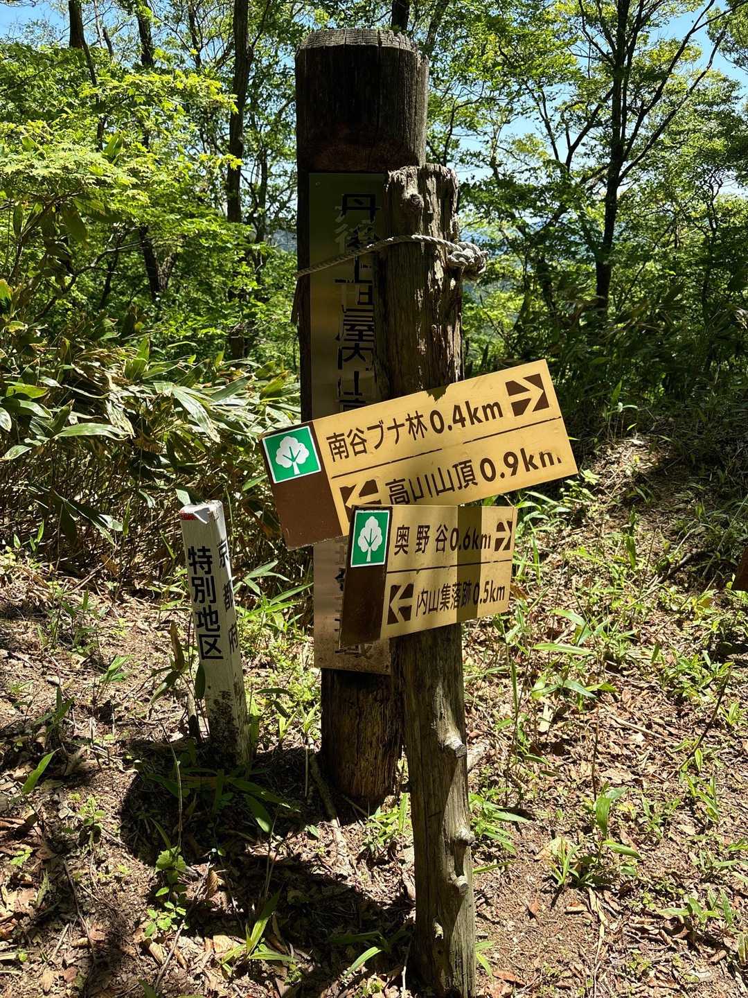 下りは周回ルート使用、ブナ林群はあちこちあるんですね