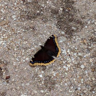 キベリタテハ🦋縄張り意識が強く成虫も冬を越して春まで生きるとの事でした。でも帽子に止まったりバックパッケージに止まったりお茶目な所もあるとか。