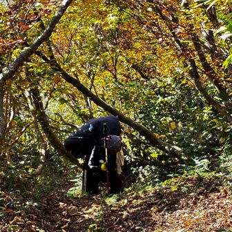 白鳥山までもまたきつい登りとなる

あと少しで山頂！というところで、Yamamidoさんに異変が‼︎

ここまで富山の山々や、栂海新道の素晴らしさを語ってくれていたのに・・・
あまりの登りのきつさに
「何が白鳥だ！黒鳥じゃないか！」
などと言い出す（笑）

これまでに大東新道や、高天原温泉から温泉沢の頭までのハードなルートや、平ヶ岳の長い山行も一緒に歩いたけれど、こんなブラックYamamidoさんを見たのは初めて！

それくらいキツく感じたと言うことだけど