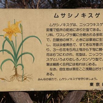 ムサシノキスゲの自生地