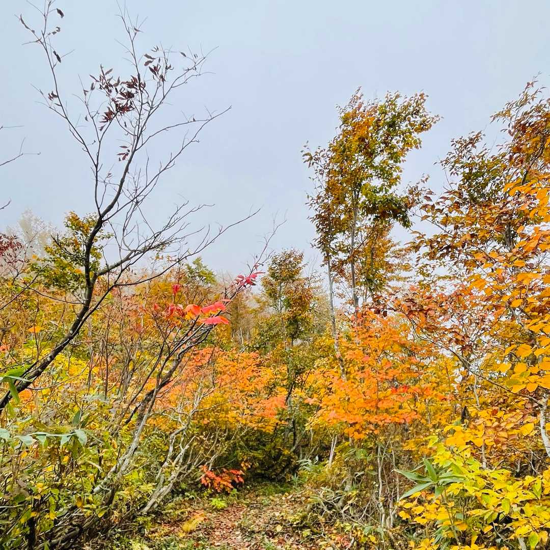 ガスガスだけど紅葉は良き🍁