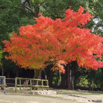 若草山・芳山・高円山 おーっ👍
この木はホントに素晴らしい‼️ので