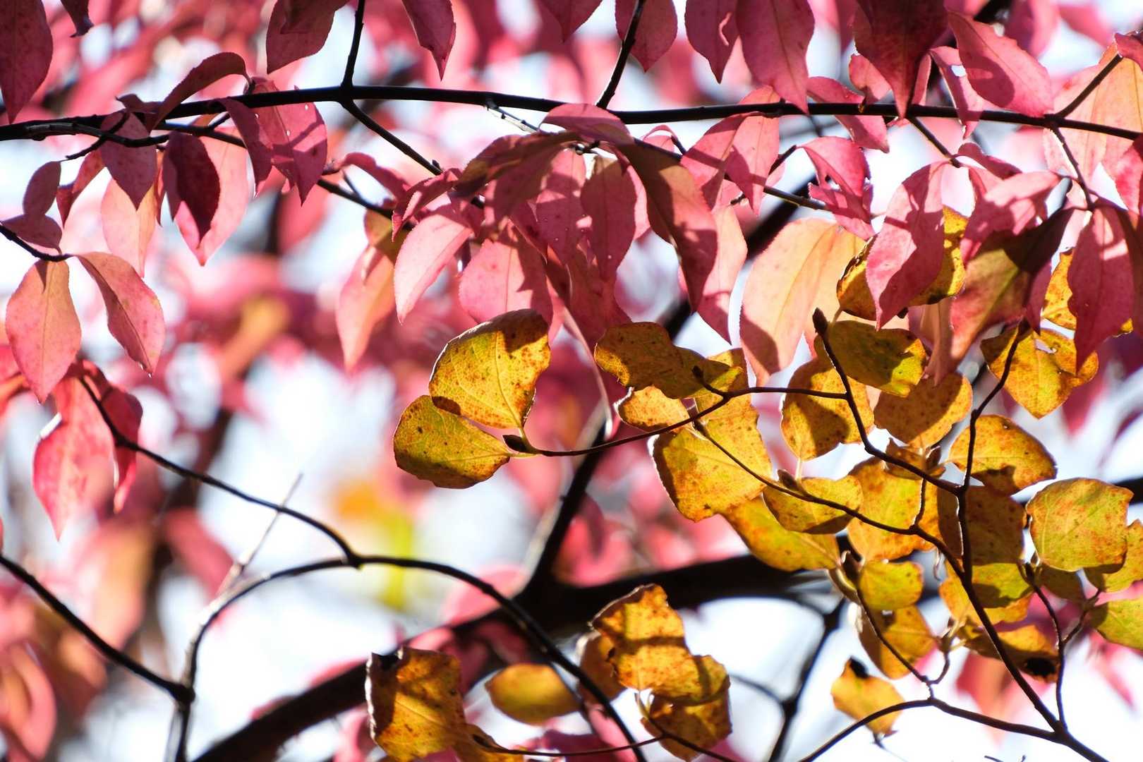 鷹巣山登山口-三ノ岳 周回コースの写真